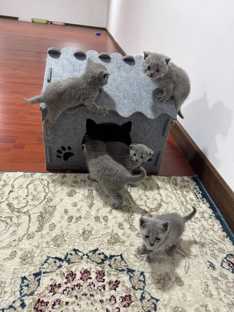 Продаётся котёнки