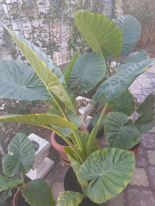 Vand floare tip palmier  Alocasia odora