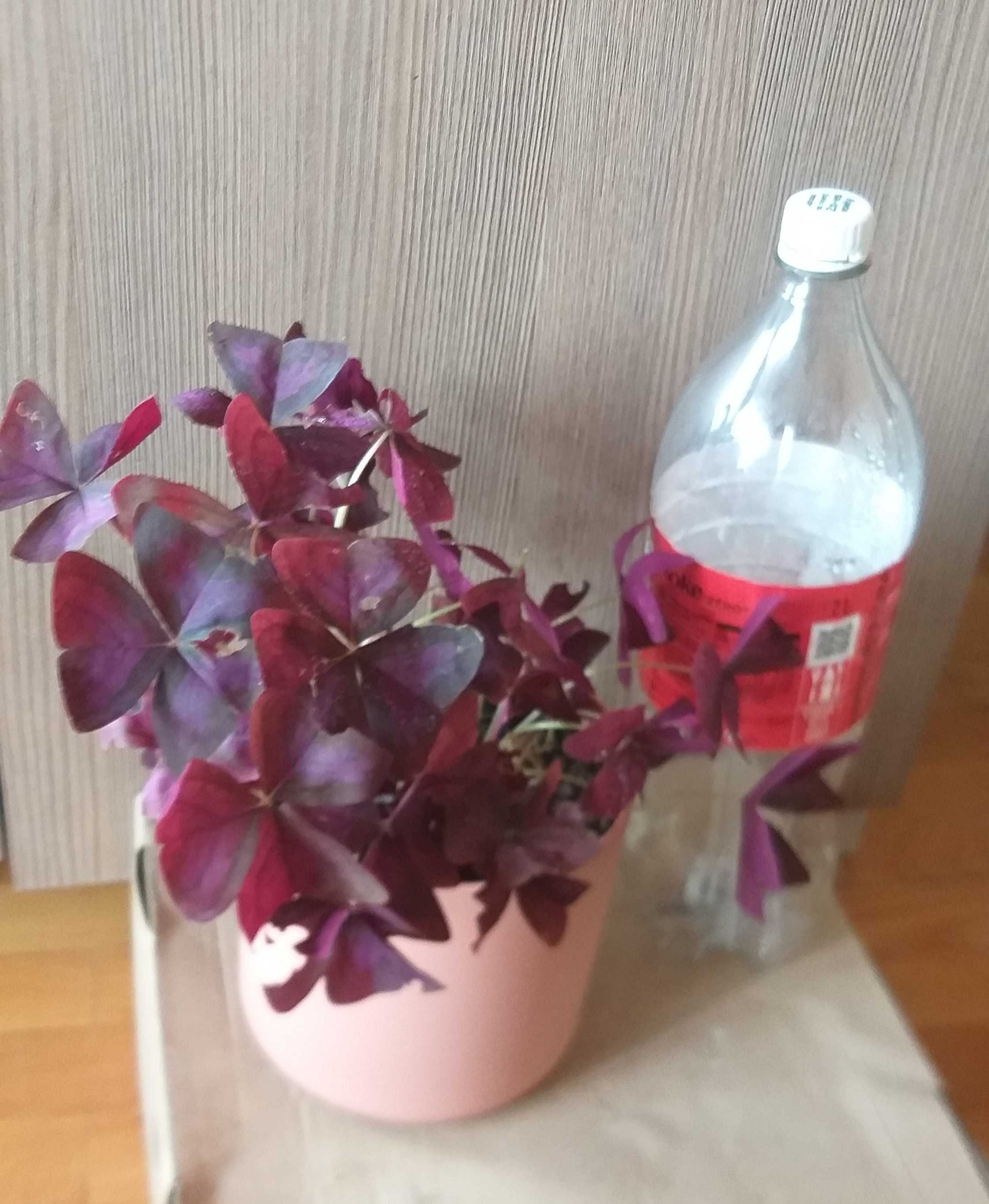 Vand plante de interior