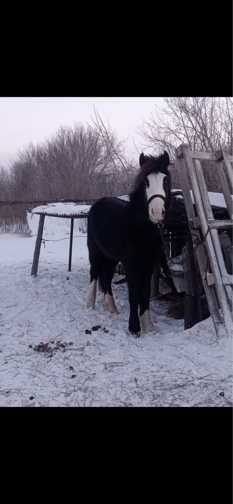 Жеребец 2 года