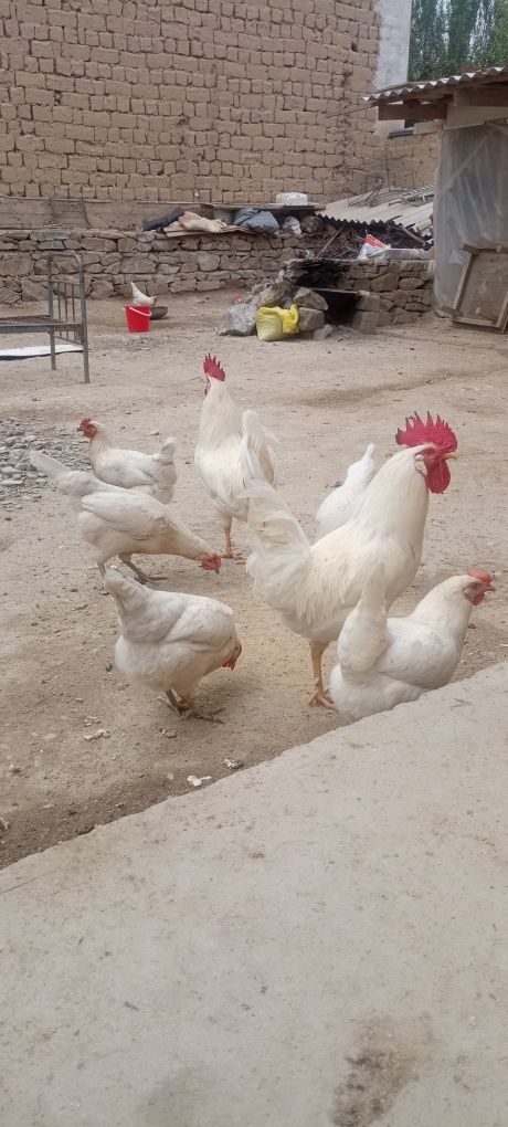 7 ойлик товуклар