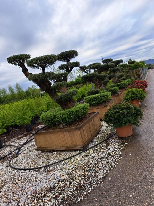 Spiral Tuia PonPon Magnolia Grandiflora Palmier Trachycarpus mesteacan