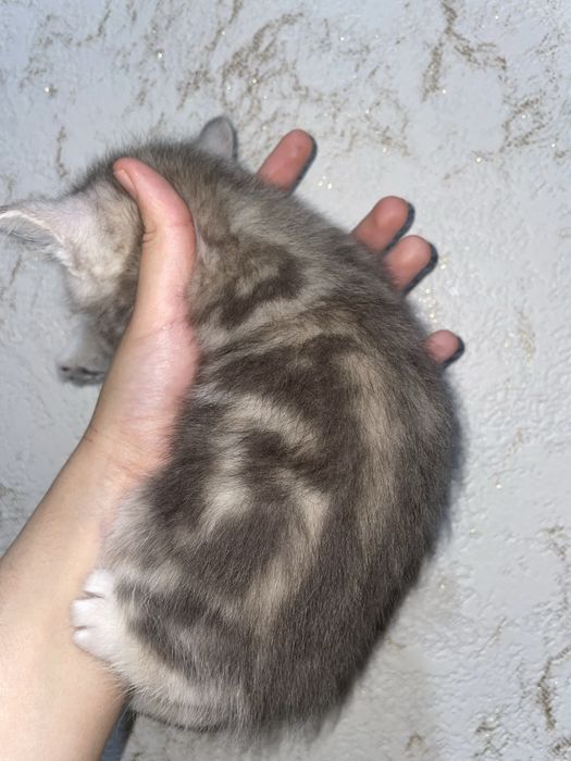 мраморный британец