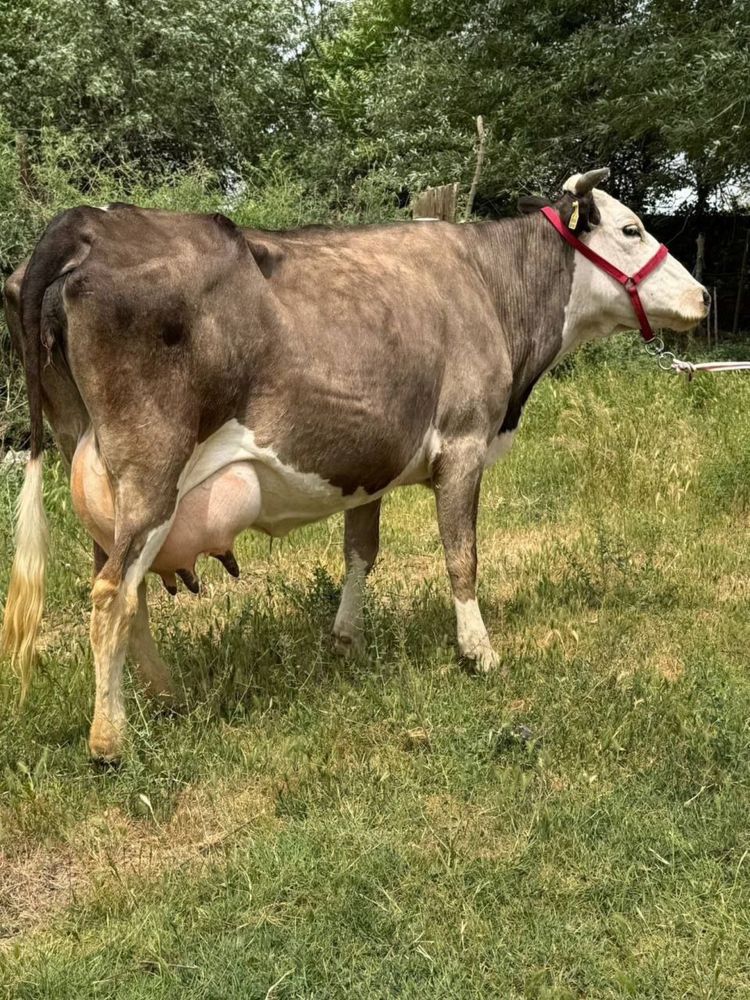 Mollar sotiladi ona va bola.