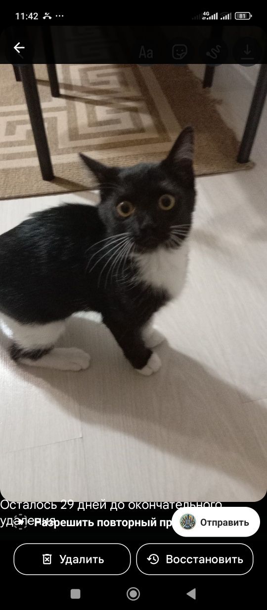 Котёнок, девочка. 2 мғсеца.