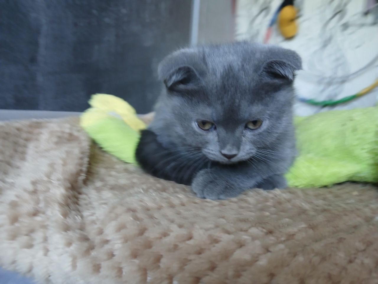 Продаются котята