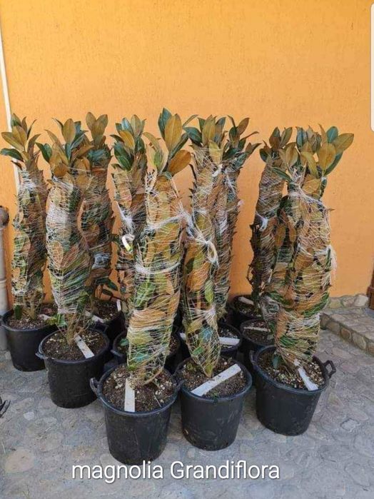 Palmieri,magnolia Grandiflora, spirala,pom pon