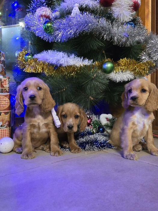 Чистокръвни Кокер Шпаньоли