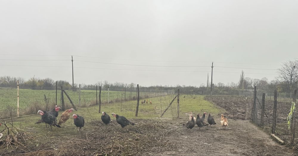 Vand curci si curcani