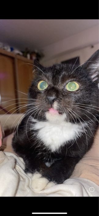 ofer spre adoptie 3 motanii