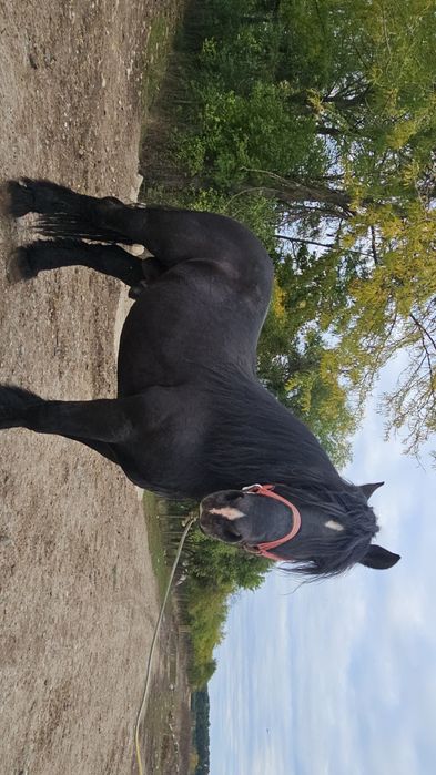 Armăsarul de fiitero de vânzare