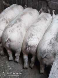 Продам ремонтных свинок и хрячков. Крупной Белой породы