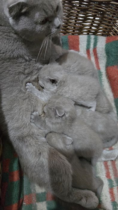 Pisici british shorthaire și scotish fold