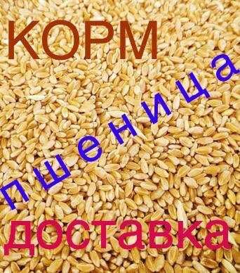 пшеница зерно опт 65тг