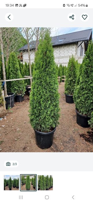 Tuia la ghiveci ( smarald, occidentalis columnaris etc )