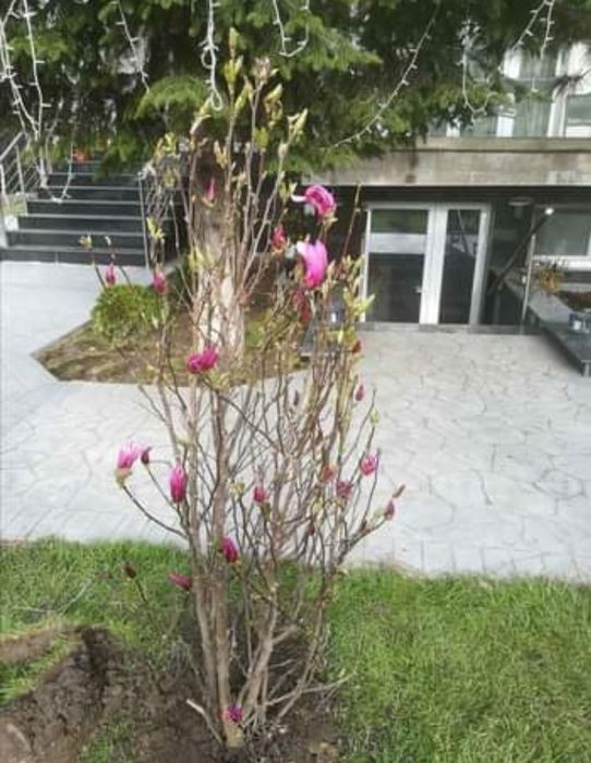 Magnolie tufa pon pon spirala