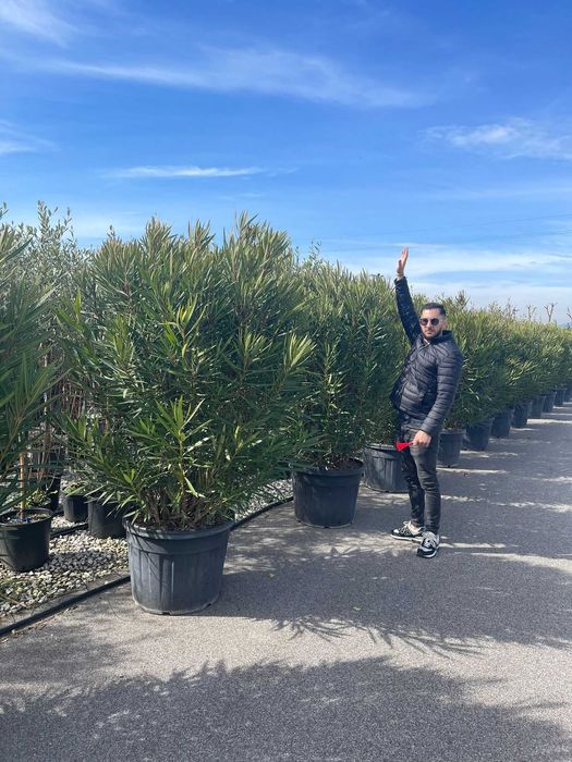 Plante ornamentale premium pentru amenajări moderne de grădini