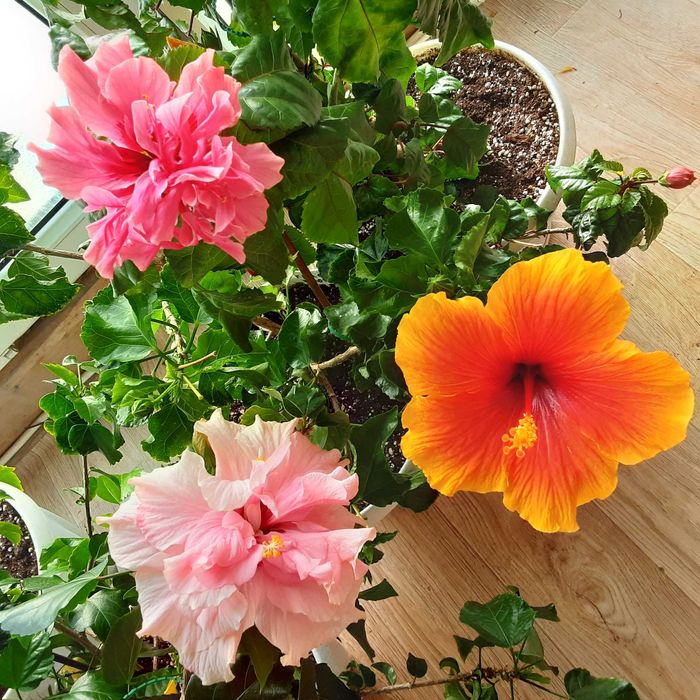 Гибискусы сортовые комнатные !