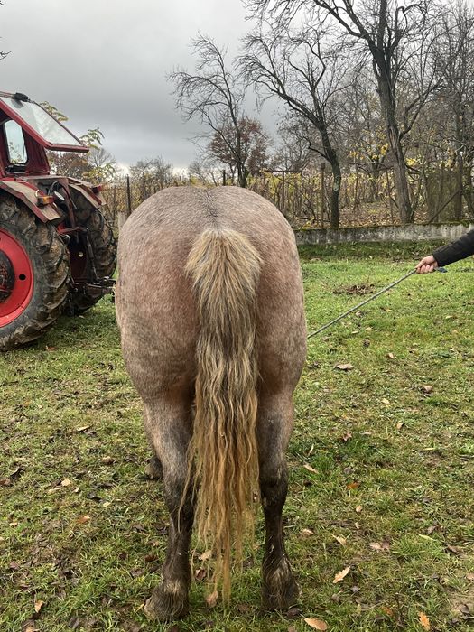 Vand Iapa de 4 anii !!