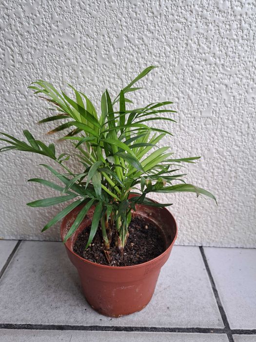 Цветя Дървото на живота, палма, сингониум