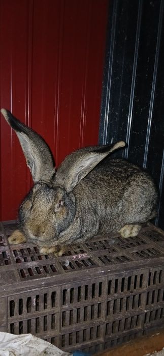 Vand   uriași german mascul si femela