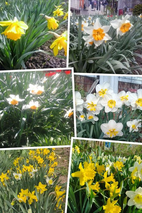 Продаются луковицы нарциссов. Сортоосмесь голландских сортов(5 сортов)