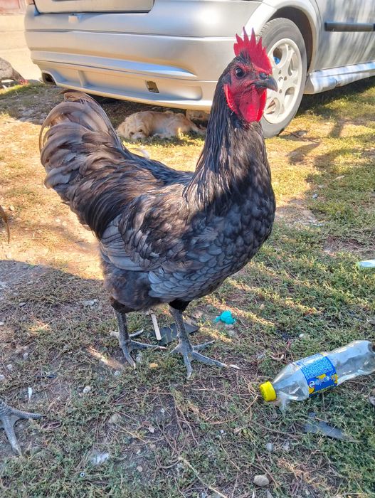Cocoși Australorp