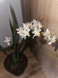 Орхидея Онцидиум Сладко  Ухание