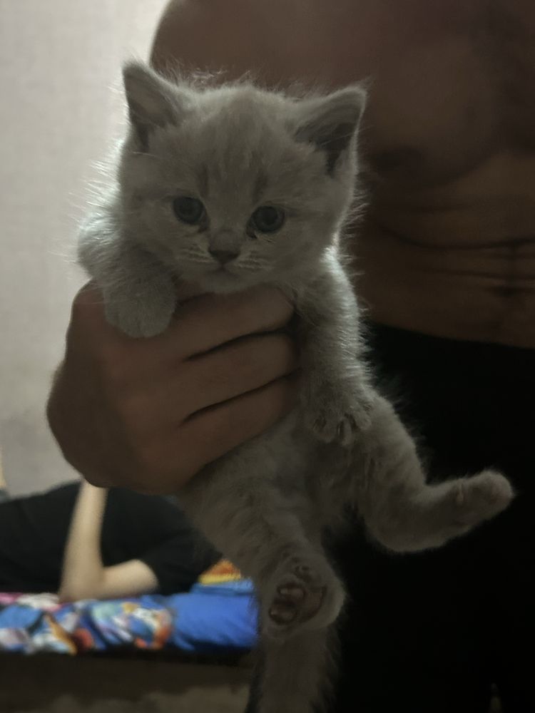 Британские котята от Родословной папы