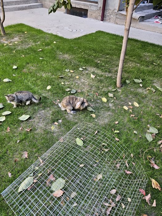 Кролик карликовый самец