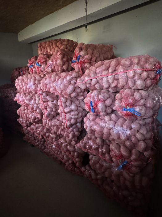 Cartof consum rosu soi Unguresc.