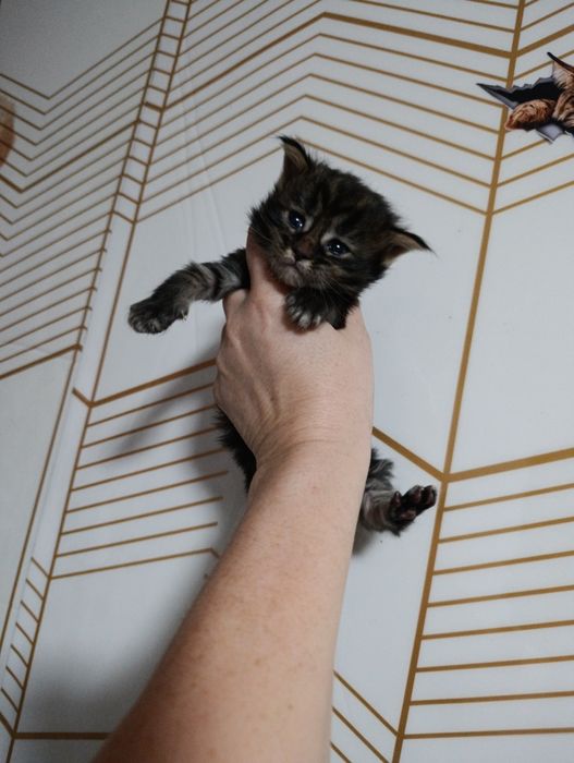 Готовятся к продаже котята Мейн-куна