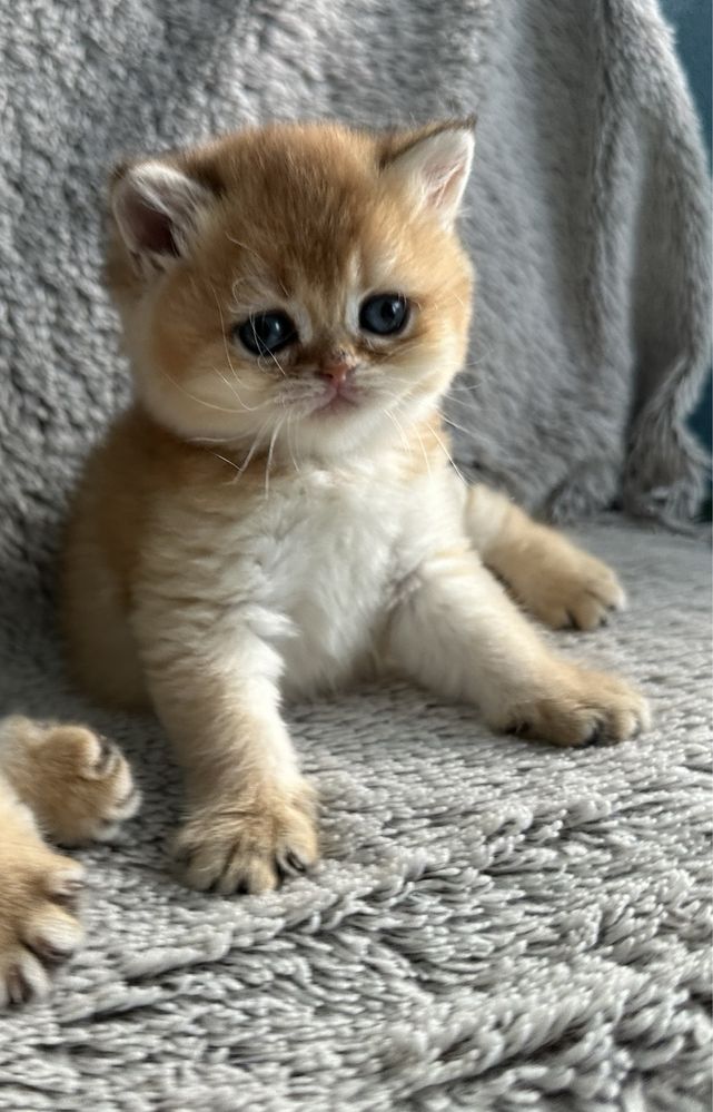 British shorthair golden fetita