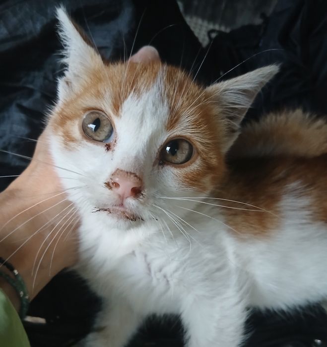 Младеж си търси дом