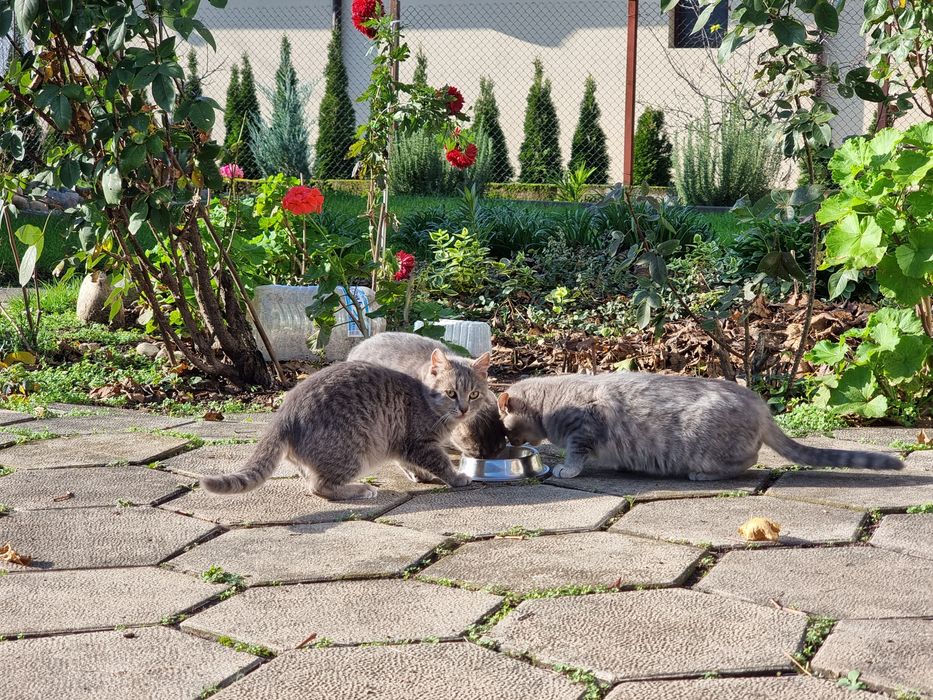 Подарявам котенца на 5 месеца