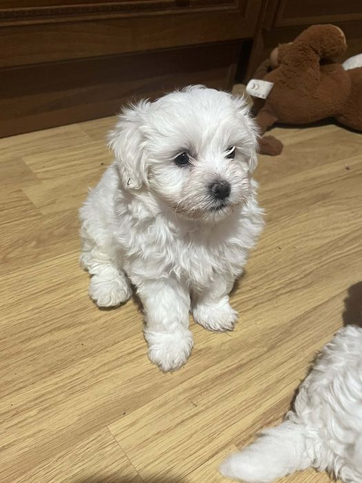 Bichon maltez! 3 baieti!