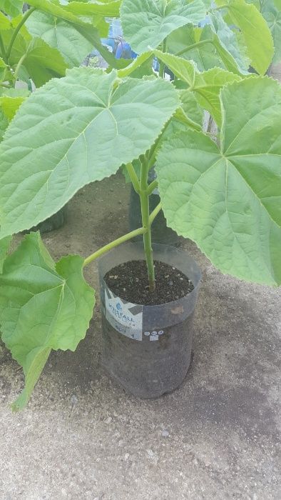 Vand puieti paulownia tomentosa ( la ghiveci )