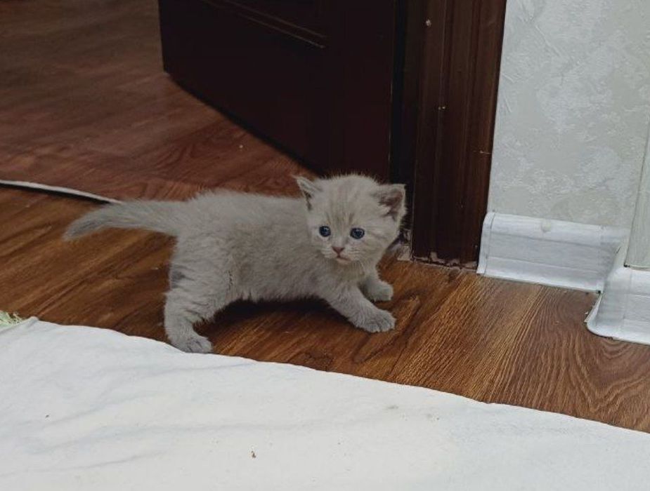 Шотландские котята