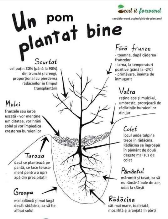 Butași Viță De Vie Certificați Anul 3 De Vegetație