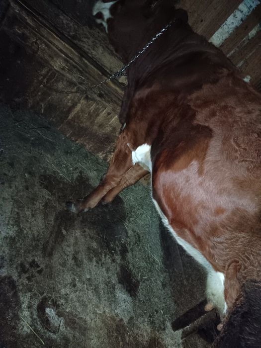 Vând un cal cu ștraif cu ham  .Vând două vaci ,a mândouă a treia, făta