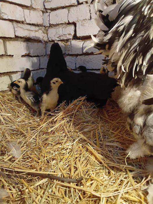 Брама жожалар ва она Товук ва жожалар сотилади кора Шахзола ва Брама М