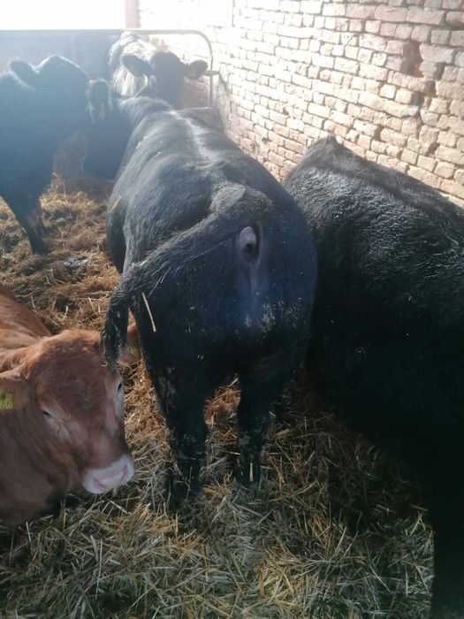 Vitei Aberden Angus de vanzare