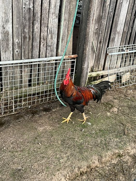 Vând cocoși italienii