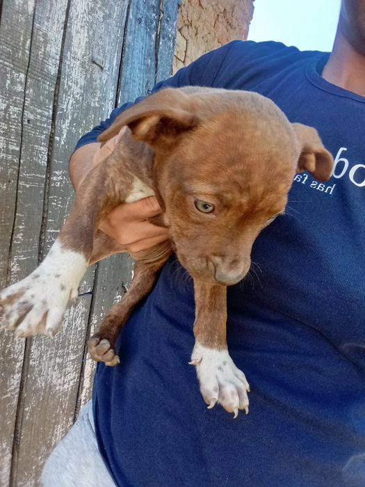 Питбули на два месеца