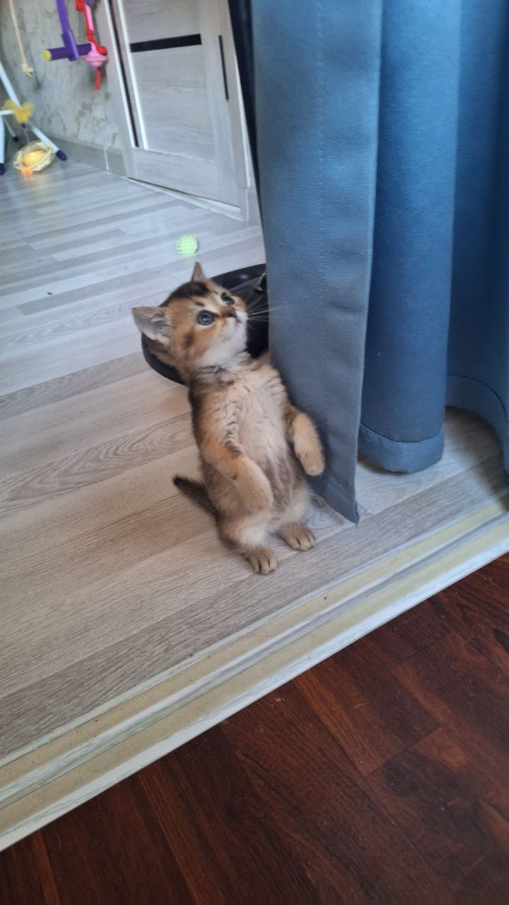 Продаю котят шиншил