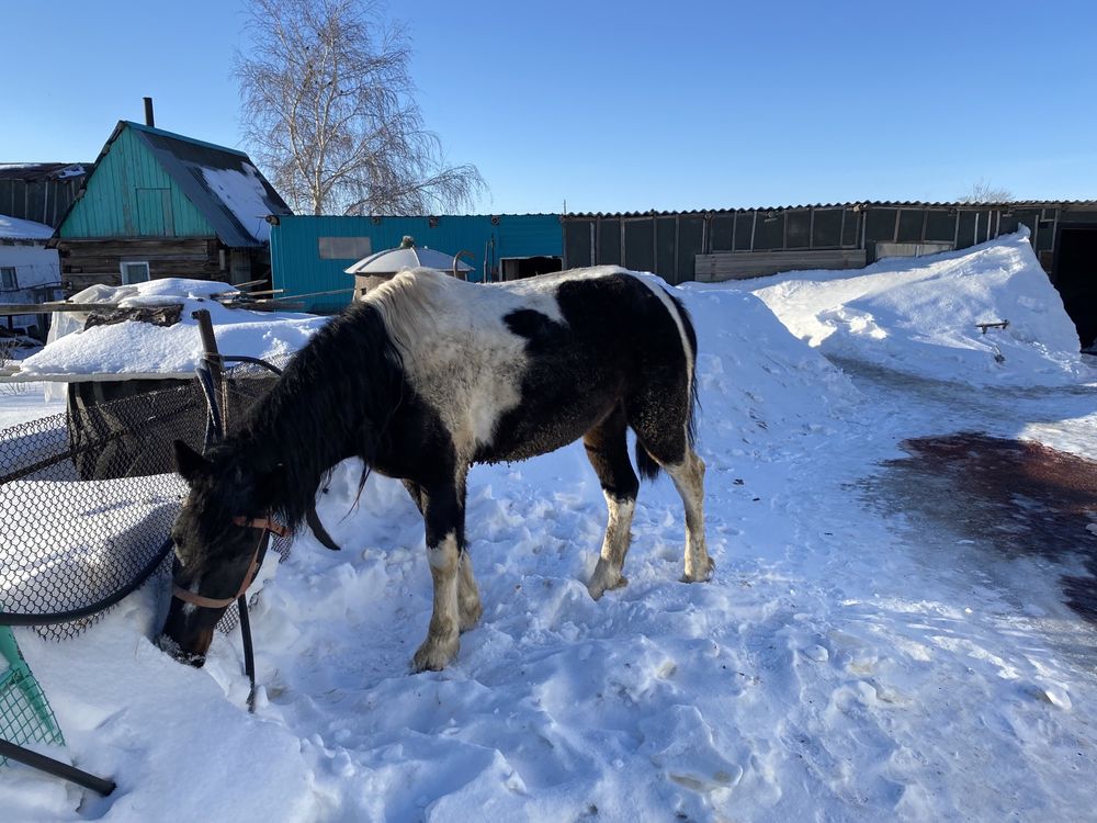 Продам обученного Коня