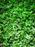 Panou Verdeata frunze decorativ verde 60 x 40 cm