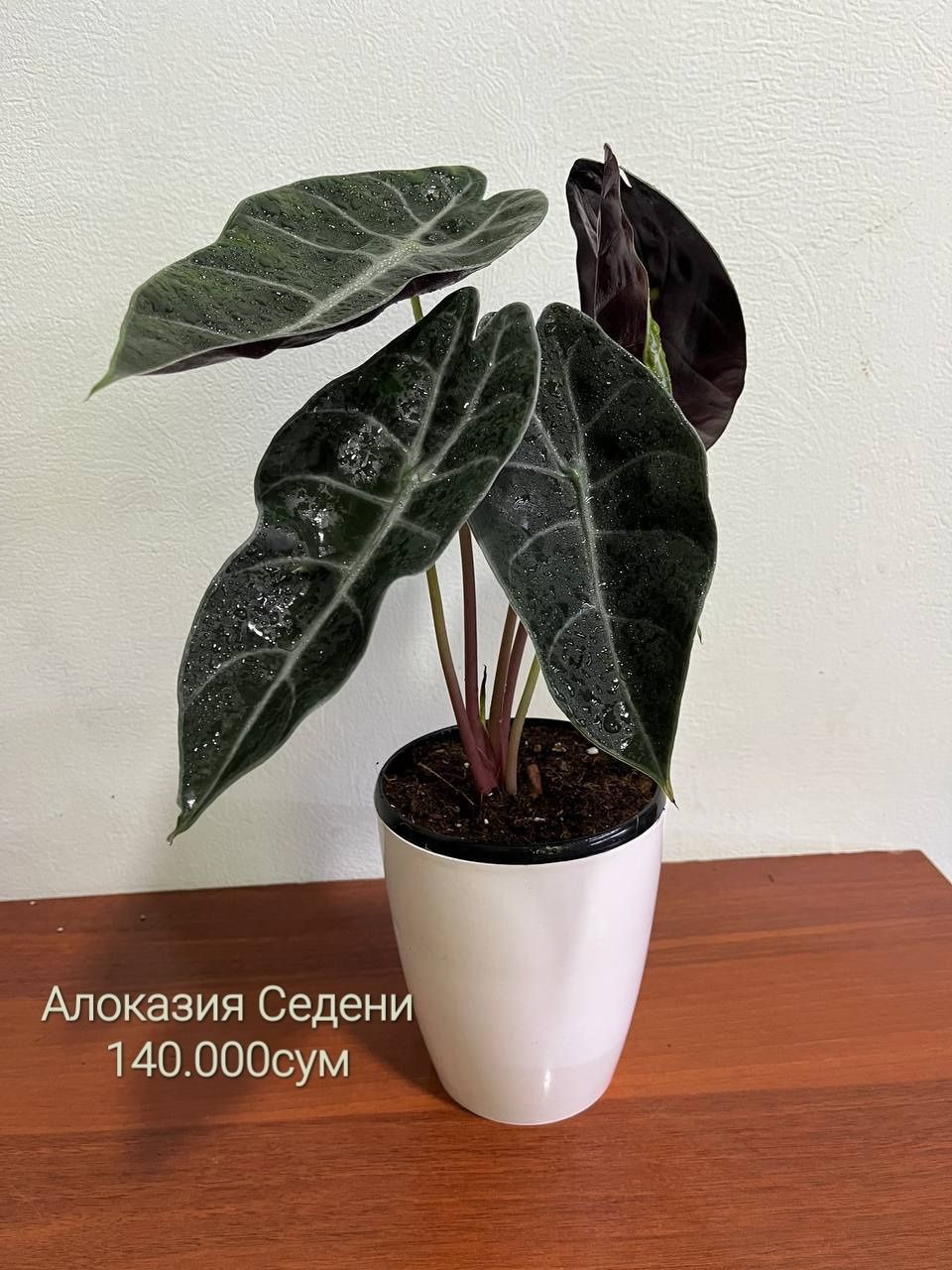 Антуриум Аглаонемы Алоказии Калатея  Диффенбахия и др растения