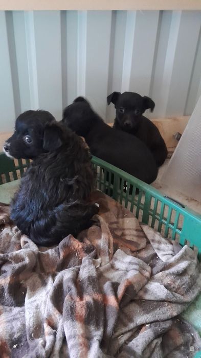 Cățeluși își cauta o casă nouă de sase saptămâni