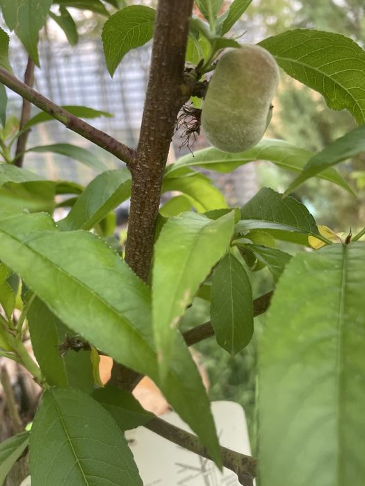 Pomi fructiferi pe rod